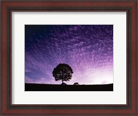 Framed Silhouette of solitary tree with purple sunset