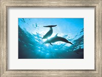 Framed Upward view of two silhouetted dolphins on surface of sea