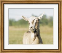 Framed Close-up of a goat, goat cheese farm, Vancouver, Washington