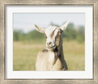 Framed Close-up of a goat, goat cheese farm, Vancouver, Washington