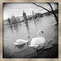 Framed Two swans in a river, Vltava River, Prague, Czech Republic