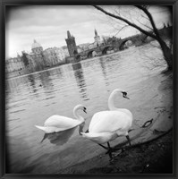 Framed Two swans in a river, Vltava River, Prague, Czech Republic