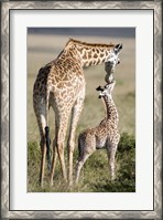Framed Masai giraffe (Giraffa camelopardalis tippelskirchi) with its calf, Masai Mara National Reserve, Kenya
