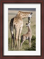 Framed Masai giraffe (Giraffa camelopardalis tippelskirchi) with its calf, Masai Mara National Reserve, Kenya