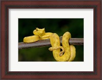 Framed Close-up of an Eyelash viper (Bothriechis schlegelii), Arenal Volcano, Costa Rica