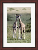 Framed Masai giraffes (Giraffa camelopardalis tippelskirchi) in a forest, Masai Mara National Reserve, Kenya