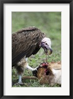Framed Lappet-Faced vulture (Torgos tracheliotus) eating a wildebeest calf, Masai Mara National Reserve, Kenya
