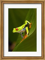 Framed Close-up of a Red-Eyed Tree frog (Agalychnis callidryas) sitting on a leaf, Costa Rica