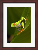 Framed Close-up of a Red-Eyed Tree frog (Agalychnis callidryas) sitting on a leaf, Costa Rica