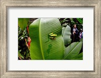 Framed Close-up of a Red-Eyed Tree frog (Agalychnis callidryas) sitting on a banana leaf, Costa Rica