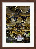 Framed Close-up of a Boa Constrictor, Arenal Volcano, Costa Rica
