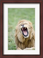 Framed Lion (Panthera leo) Yawning, Masai Mara National Reserve, Kenya