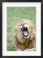 Framed Lion (Panthera leo) Yawning, Masai Mara National Reserve, Kenya