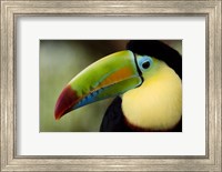 Framed Close-up of Keel-Billed toucan (Ramphastos sulfuratus), Costa Rica