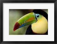 Framed Close-up of Keel-Billed toucan (Ramphastos sulfuratus), Costa Rica