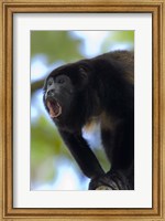 Framed Close-up of a Black Howler Monkey (Alouatta caraya), Costa Rica