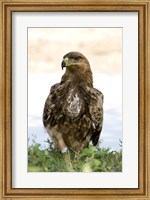 Framed Close-up of a Tawny Eagle (Aquila rapax), Ndutu, Ngorongoro, Tanzania