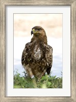 Framed Close-up of a Tawny Eagle (Aquila rapax), Ndutu, Ngorongoro, Tanzania