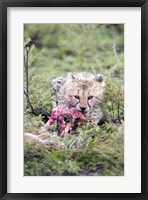 Framed Cheetah cub (Acinonyx jubatus) eating a dead animal, Ndutu, Ngorongoro, Tanzania