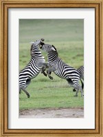 Framed Burchell's zebras (Equus burchelli) fighting in a field, Ngorongoro Crater, Ngorongoro, Tanzania