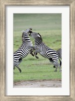 Framed Burchell's zebras (Equus burchelli) fighting in a field, Ngorongoro Crater, Ngorongoro, Tanzania