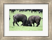 Framed Cape buffalo bulls (Syncerus caffer) sparring, Ngorongoro Crater, Ngorongoro, Tanzania