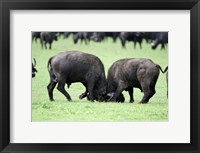 Framed Cape buffalo bulls (Syncerus caffer) sparring, Ngorongoro Crater, Ngorongoro, Tanzania