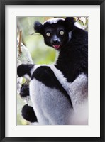 Framed Close-up of an Indri lemur (Indri indri), Andasibe-Mantadia National Park, Madagascar