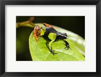 Framed Close-up of a Painted mantella (Mantella madagascarensis) frog, Madagascar