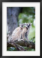 Framed Ring-Tailed lemur (Lemur catta) with its young one, Berenty, Madagascar