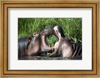 Framed Two hippopotamuses (Hippopotamus amphibius) fighting in water, Ngorongoro Crater, Ngorongoro, Tanzania