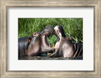 Framed Two hippopotamuses (Hippopotamus amphibius) fighting in water, Ngorongoro Crater, Ngorongoro, Tanzania