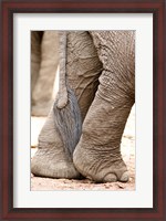 Framed Close-up of legs and tail of an African elephant (Loxodonta africana), Lake Manyara, Tanzania