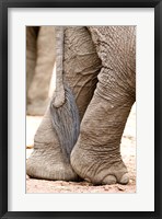 Framed Close-up of legs and tail of an African elephant (Loxodonta africana), Lake Manyara, Tanzania