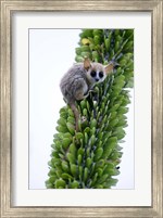 Framed Close-up of a Grey Mouse lemur (Microcebus murinus) on a tree, Berenty, Madagascar