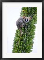 Framed Close-up of a Grey Mouse lemur (Microcebus murinus) on a tree, Berenty, Madagascar
