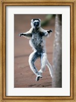 Framed Close up of Verreaux's sifaka Monkey dancing in a field, Berenty, Madagascar
