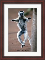 Framed Close up of Verreaux's sifaka Monkey dancing in a field, Berenty, Madagascar