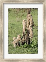 Framed Cheetah Cubs (Acinonyx jubatus), Ndutu, Ngorongoro, Tanzania