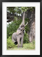 Framed African elephant (Loxodonta africana) reaching for baobab (Adansonia digitata) tree leaves, Tarangire National Park, Tanzania