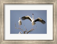 Framed Three White storks (Ciconia ciconia) perching on branches, Tarangire National Park, Tanzania