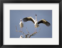 Framed Three White storks (Ciconia ciconia) perching on branches, Tarangire National Park, Tanzania