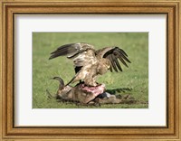 Framed Tawny eagle (Aquila rapax) eating a dead animal, Ndutu, Ngorongoro, Tanzania