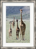 Framed Giraffes (Giraffa camelopardalis) standing in a forest, Lake Manyara, Tanzania