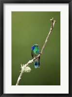 Framed Close-up of a Green Violetear hummingbird (Colibri thalassinus), Savegre, Costa Rica