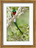 Framed Close-up of Resplendent quetzal (Pharomachrus mocinno) perching on a branch, Savegre, Costa Rica