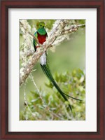 Framed Close-up of Resplendent quetzal (Pharomachrus mocinno) perching on a branch, Savegre, Costa Rica