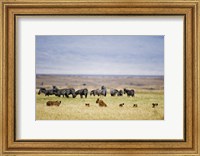Framed Lion family (Panthera leo) looking at a herd of zebras in a field, Ngorongoro Crater, Ngorongoro, Tanzania
