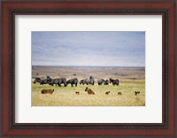 Framed Lion family (Panthera leo) looking at a herd of zebras in a field, Ngorongoro Crater, Ngorongoro, Tanzania