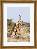 Framed Reticulated giraffes (Giraffa camelopardalis reticulata) necking in a field, Samburu National Park, Rift Valley Province, Kenya